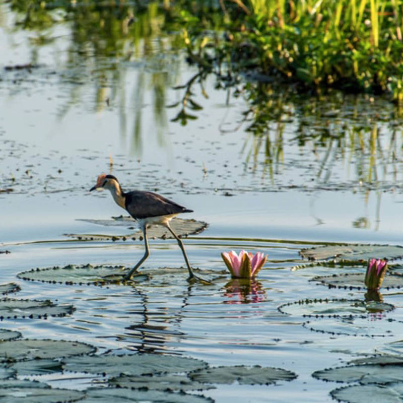 Een wandeling door natuurgebied het Zwanenwater